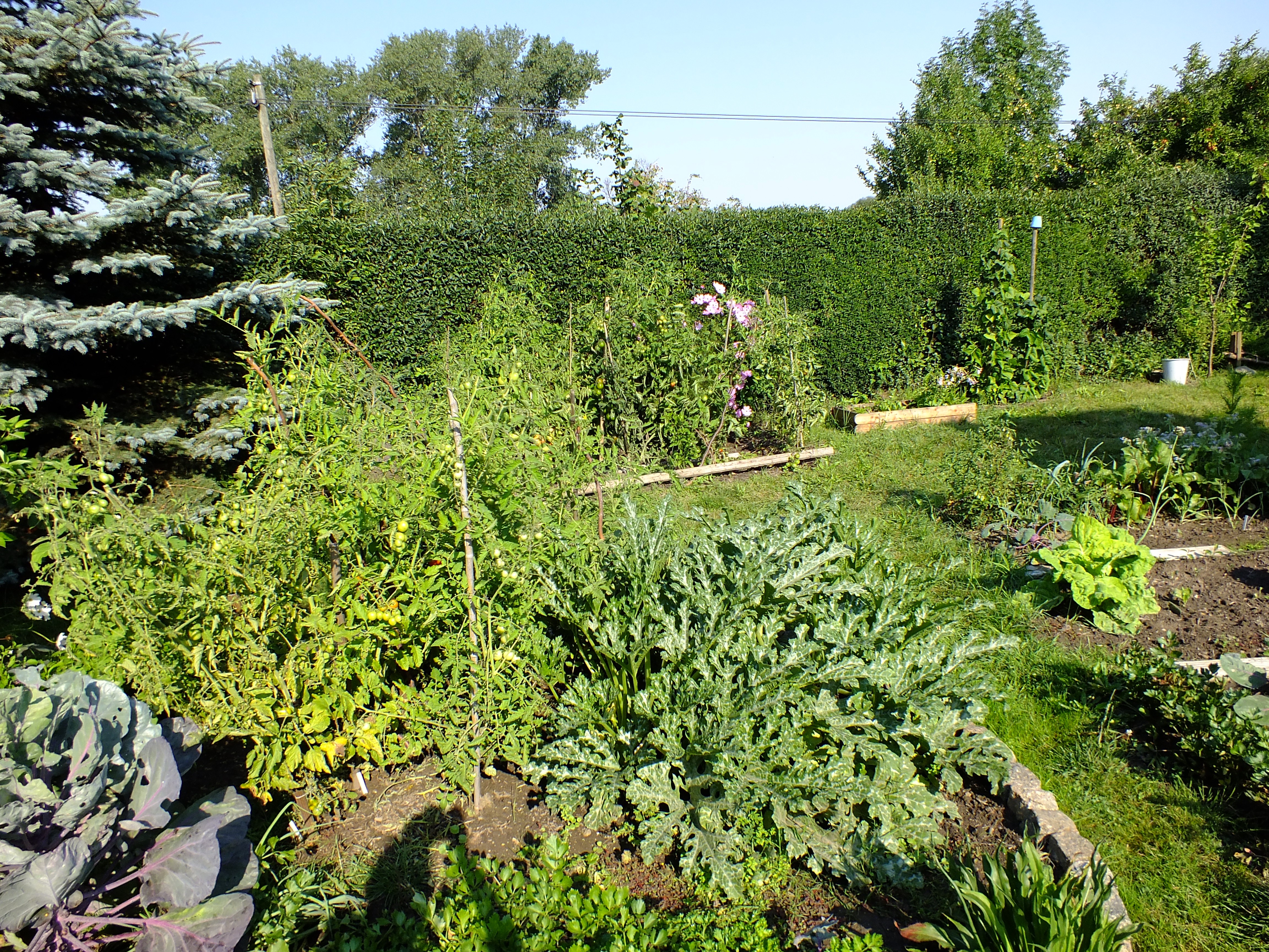 Gartenzwerge & grüne Läuse – Scratchmos vegan Kitchen Garden